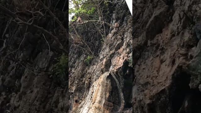 самый смешные Маленькие Обезьянки смотреть онлайн