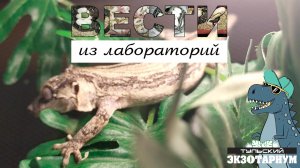 УШАСТЫЙ ГЕККОН / Rhacodactylus auriculatus. Почему бананоед и причем тут гаргульи?