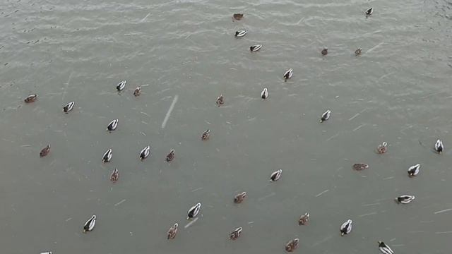 Река Яуза не замерзает зимой, по этой причине она привлекает множество водоплавающих птиц. смотреть онлайн