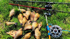 КАРАСИ ЛАПТИ на БУТЕРБРОД  Ловля карася как в детстве на поплавочную удочку