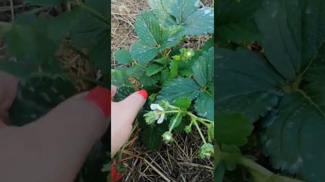 СОРТ КЛУБНИКИ КРАПО - 10 2022 Г смотреть онлайн