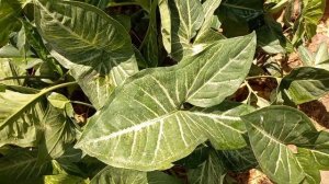 Syngonium plant care (Arrow headed plant) || syngonium ki dekhbhal kaise kare