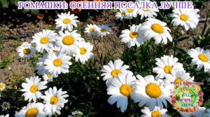 Ромашки: осенняя посадка лучше