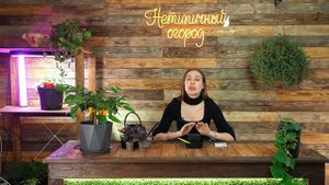 Посев пряных трав базилика, мелиссы, японской периллы