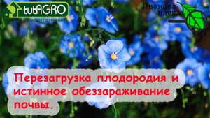 Азбука сидератов. Ч. 8. Лён как сидерат - перезагрузка плодородия и истинное обеззараживание почвы.