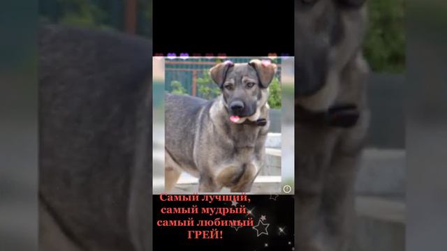 Грей не просто серый Друг с большой буквы!