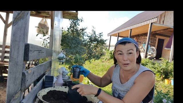 Сбежавшая невеста - кто в теме той поймет. Переваливаю новые сорта гортензии. смотреть онлайн