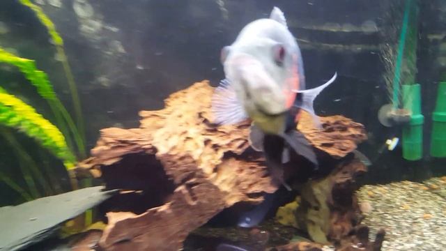 Кормление Астронотусов Живой рыбой смотреть онлайн