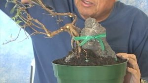 HOW TO MAKE IVY BONSAI