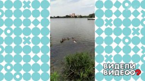 Водоплавающий пес. Видели видео? Фрагмент выпуска от 02.10.2022