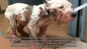 Демодекоз у собак