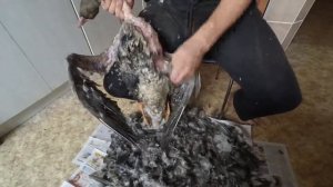 Ощипываем и впарываем гуся для заготовки. Как ощипать дичь.