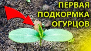 💰 Продай соседу урожай! Секретная подкормка огурцов после всходов 😉 Хватит на заготовки и салаты!