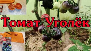 Томат Уголёк