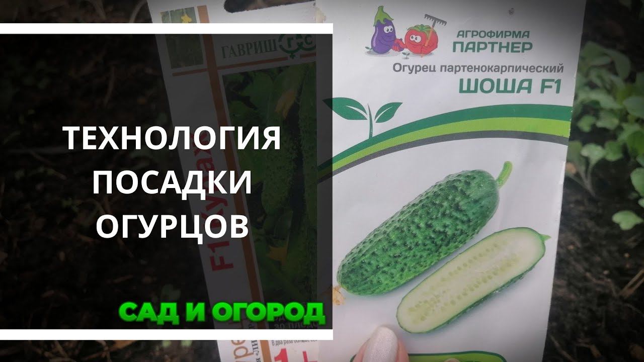 Технология посадки огурцов