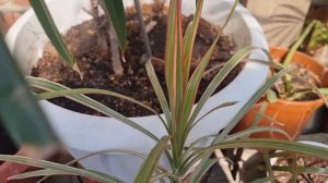 Обзор комнатных растений Часть 3 Май 2023