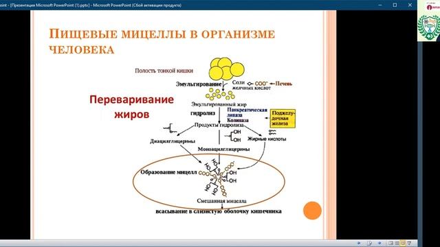 Пищевые мицеллы. Их функция и роль в организме человека.