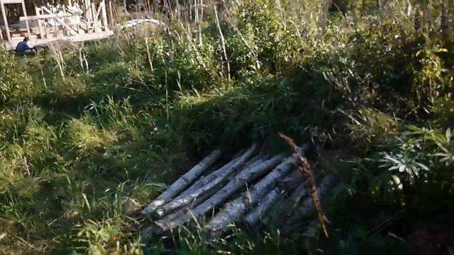 Самый большой прирост у сливы домашней смотреть онлайн