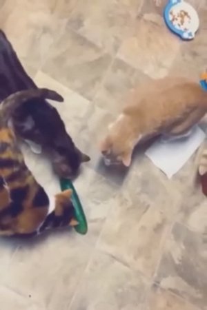 Смешные видео, приколы с кошками и собаками
