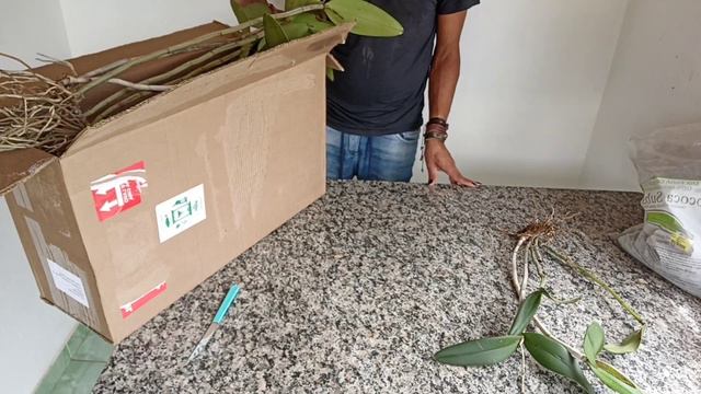 🌱🌷🌹PREPARANDO MAIS UMA CAIXA DE ORQUÍDEAS PARA ENVIO 🌱🌷🌹 смотреть онлайн