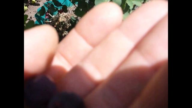 ирга Тиссен, Хонейвуд и неизвестная.  Дегустация сравнение размера