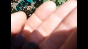 ирга Тиссен, Хонейвуд и неизвестная.  Дегустация сравнение размера