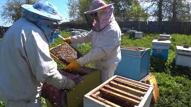 Как правильно сделать Отводок на зимовалую матку смотреть онлайн