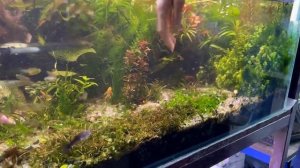 Как ухаживать за густо засаженным аквариумом с растениями - травником