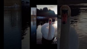 @Tik Tok acya56 Не грусти... Растает лёд и в душе тоже.🌹@Фотограф Галина Плёса.