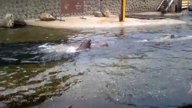 Дельфинарий в Нидерландах смотреть онлайн