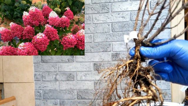 9 СОРТОВ 🌺🌺🌺МЕТЕЛЬЧАТЫХ ГОРТЕНЗИЙ НА СЕЗОН 2023 с ЦЕНАМИ 💰В ЗАКРЕПЛЕННОМ КОММЕНТАРИИ смотреть онлайн