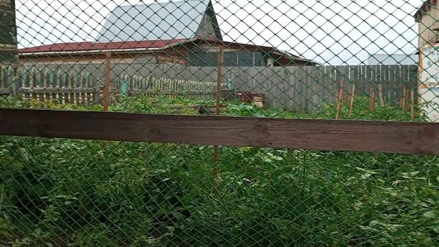 приобрела новую птицу. цесарки. смотреть онлайн