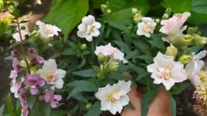 Махровый львиный зев Твинни , львиный зев Снапшот Корал биколор, львиный зев Черри Кола. Обзор.