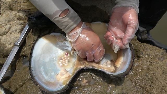 珍珠，珍珠蚌，河底的淤泥里捞出巨型珍珠蚌，开采粉色珍珠的过程