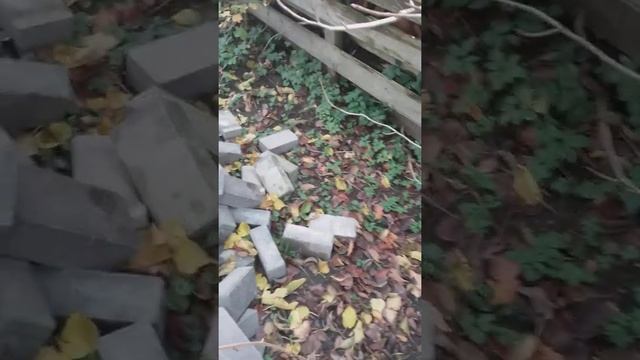 Размножаем черноплодную рябину