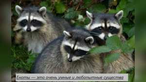 Слон и еноты в парке Тайган