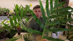 РЕДКИЙ ПАПОРОТНИК Дринария вариегатная Комнатное растение крупного размера