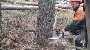 Валка леса /// Сухостой просто Клас /// ???