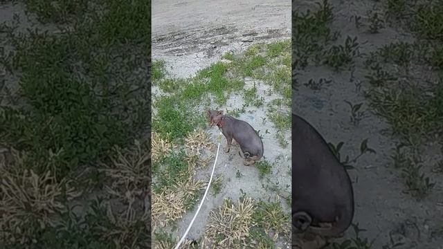 Канадский сфинкс 7нед. Беременности смотреть онлайн