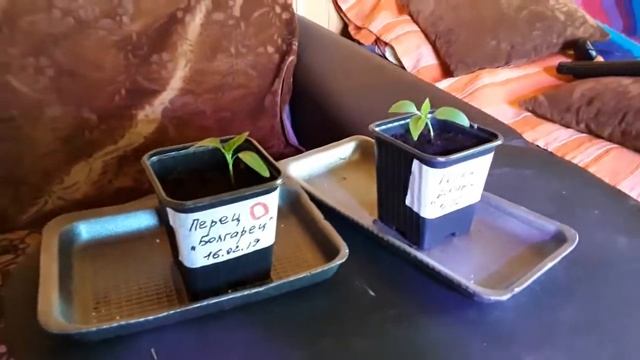 Под фитолампой и без 12.03.19 смотреть онлайн