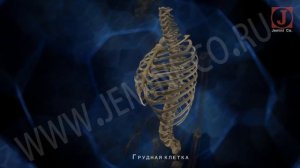 Скелет человека  Строение и функции