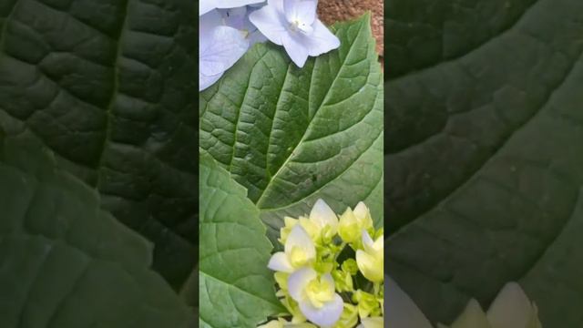 Endless Summer Hydrangea