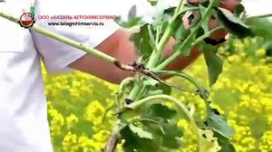 Фунгицид КАРАМБА