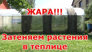 Жарко в теплице!!! Притеняю теплицу подручными средствами. Как спасти растения в жару в теплице