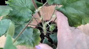 #378.Посылочка с суперновинками пеларгонии с сайта цветы-шуя!