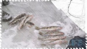 Как и на что ловить бёрша зимой? Секреты ловли бёрша!