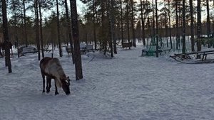 Оленеводы в Архангельской области.