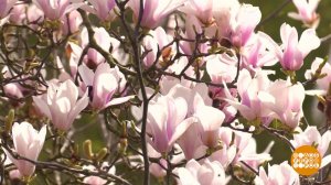В краю магнолий. Доброе утро. Фрагмент выпуска от 03.04.2023