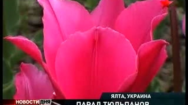 Парад тюльпанов в Ялте		