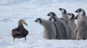 Малыши-пингвины отбиваются от хищника